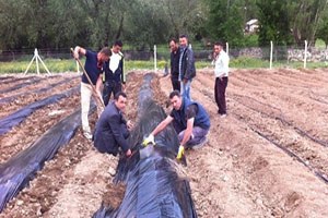 Tokat ta Alternatif Ürün Projesi