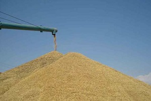 Antalya da Hububatta Rekolte Düşüşü Bekleniyor