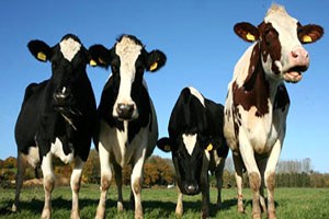 Trakya Hayvancılık Süt Ürünleri ve Tohum Fuarı