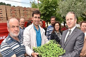 Bursa da Şeker Otu Dönemi