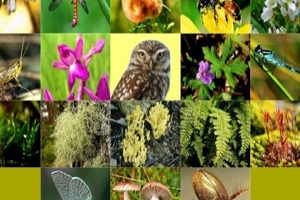 Coğrafi İşaretler ve Yerli Gen Kaynaklarının Korunması Paneli Düzenlenecek