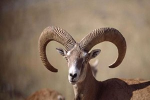 Isparta da 5 Antalya da 47 Yaban Keçisi İçin Av Kotası Konuldu