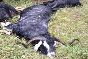 Bingöl de Yıldırım Düşmesi Sonucu 21 Hayvan Telef Oldu