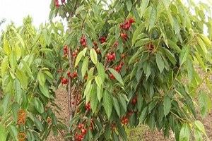 Çeribaşı Kirazında Verim Düşüklüğü