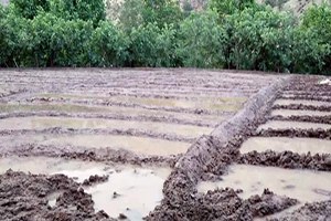 Çukurca da Pirinç Ekimi Başladı