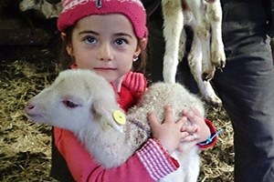 Hisarcık ta Koyun ve Keçilere Elektronik Küpeleme