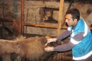 Hisarcık ta Şap Karantinası