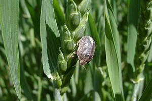 Konya Ovası nda Süneyle Mücadele Çalışmaları