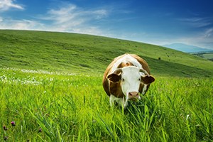 Yem Katkı Maddelerinde AB Uyumu