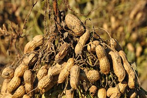 Yer Fıstığı Üreticileri İyi Bir Sezon Bekliyor