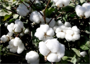 Çiftçi Destekleme Primlerinin Ödenmesini İstiyor