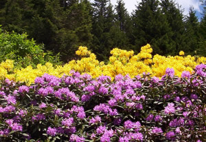 Doğu Karadeniz Biyokaçakçılık Tehdidi Altında