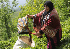 Yaş Çay Hasadı Başladı