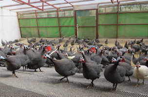 12 Bin Kınalı Keklik Üretilecek