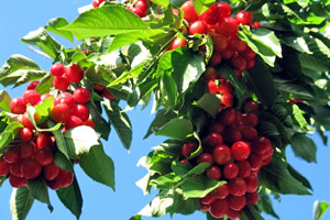 Üretici Kirazdan Ümitli