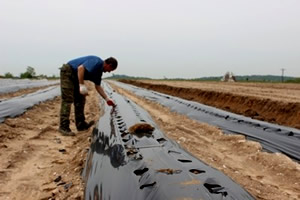 Çilek Üretimini Geliştirme Projesi Kapsamında Üreticilere Çilek Tesisi