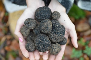 Trüf Ormanı Kuruluyor