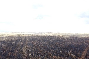 Arpa Tarlasında Yangın