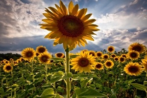 Ayçiçek Rekoltesinde Rekor Bekleniyor