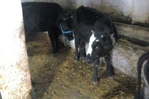 Hayvan Hırsızları Yakalandı