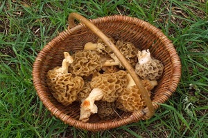 Erzurum un Göbek Mantarı Pirzoladan Pahalı