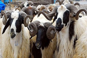 Erzurum a 200 Dönümlük Hayvan Borsası Kurulacak