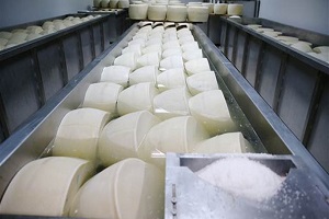 Hobi Olarak Başladı Şimdi Avrupa nın Ünlü Peynirlerini Antalya da Üretiyor