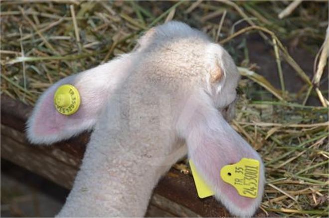 Koyun ve Keçiler Elektronik Kimlik le Takip Ediliyor