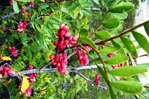 Klon Parkı Ndaki Sakız Ağacı Sayısı Bin 104 e Ulaştı