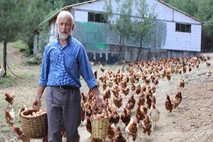 Tavukların Efendisi