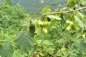 Fındık Üreticileri Uyarıldı