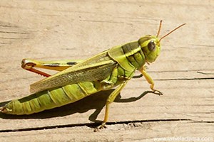 Bahçesaray da Çekirgelerle Mücadele Çalışması