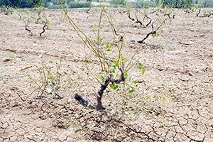 Ergani de Ekili Tarım Arazilerini Dolu Vurdu
