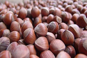 Fındık Fiyatlarındaki Belirsizlik Sürüyor