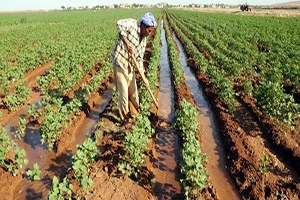 Güneydoğu da 50 Bin Çiftçi Elektriksiz Kalabilir