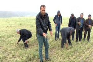 Sivas ta Dolu Yağışı 35 Bin Dönüm Ekili Alana Zarar Verdi