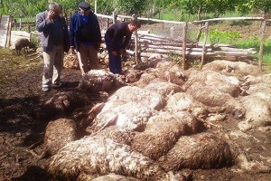 Yozgat ta Ağıla Giren Kurtlar 75 Koyun ve Kuzuyu Telef Etti