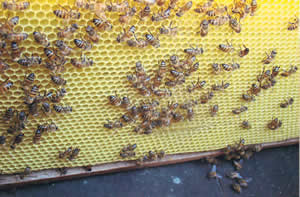 Isınan Havalar Arıları Olumsuz Etkiledi