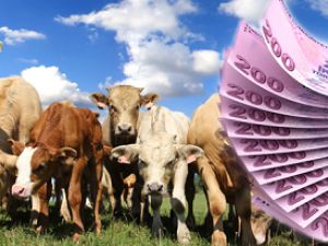 Destekleme Primleri Üreticilerin Hesabına Yattı