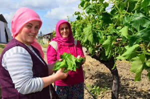 Asma Yaprağı Üreticilerine Verim Kaybı Uyarısı