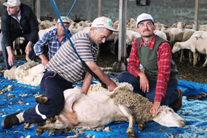 Ankara Türkiye Koyun Kırkım Şampiyonasına Hazırlanıyor