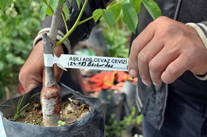 Adilcevaz Cevizi İçin Gen Bahçesi Kuracak