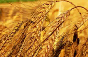 Suudi Arabistan Buğday Alacak