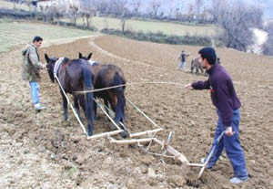 Karasaban Fıstığa Güç Katıyor