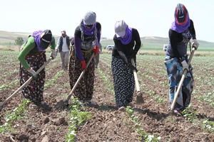 Söke Ovası nda 2016 Yılı Çapa Ve Biçme Ücretleri Belirlendi