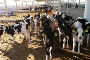 Tokat Besicisine 4 Milyon TL lik Destek