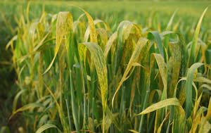 Buğdayı Sıcak Ve Hastalık Vurdu