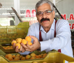 Kayısı İhracatı Başladı