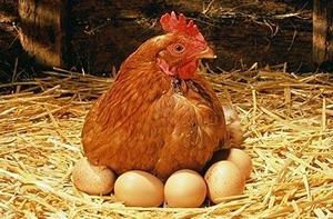 Yumurta Üreticileri İflasın Eşiğinde