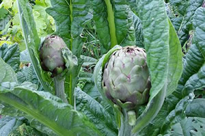 Osmanlı Enginarları Yeniden Yaygınlaşıyor